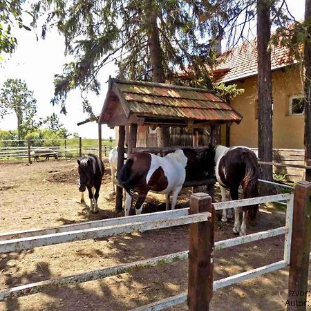 B&B Bela Vrba Backo Novo Selo Bagian luar foto